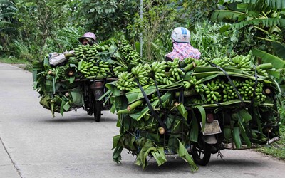 Nông dân thất thần nhìn vùng chuối 'tiến vua' tan hoang sau bão số 4